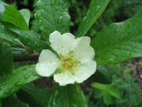 /album/fotogalerie-proste-krasne/kveten-2011-393-jpg/